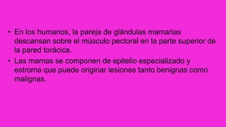• En los humanos, la pareja de glándulas mamarias
descansan sobre el músculo pectoral en la parte superior de
la pared torácica.
• Las mamas se componen de epitelio especializado y
estroma que puede originar lesiones tanto benignas como
malignas.
 