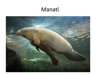 Manatí
 