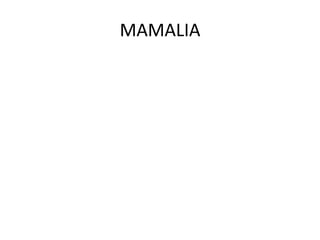MAMALIA
 