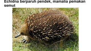 Echidna berparuh pendek, mamalia pemakan
semut
 