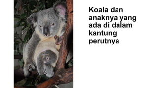 Koala dan
anaknya yang
ada di dalam
kantung
perutnya
 