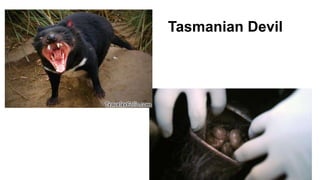 Tasmanian Devil
 