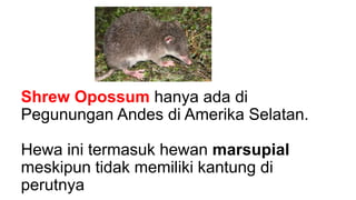 Shrew Opossum hanya ada di
Pegunungan Andes di Amerika Selatan.
Hewa ini termasuk hewan marsupial
meskipun tidak memiliki kantung di
perutnya
 