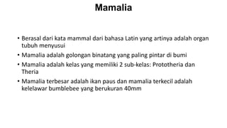 Mamalia
• Berasal dari kata mammal dari bahasa Latin yang artinya adalah organ
tubuh menyusui
• Mamalia adalah golongan binatang yang paling pintar di bumi
• Mamalia adalah kelas yang memiliki 2 sub-kelas: Prototheria dan
Theria
• Mamalia terbesar adalah ikan paus dan mamalia terkecil adalah
kelelawar bumblebee yang berukuran 40mm
 