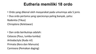 Eutheria memiliki 18 ordo
• Ordo yang dikenal oleh masyarakat pada umumnya ada 5 jenis
• Dua ordo pertama yang speciesnya paling banyak, yaitu:
Rodentia (Tikus)
Chiroptera (Kelelawar)
• Dan ordo berikutnya adalah:
Cetacea (Paus, lumba-lumba)
Artiodactyla (Kuda nil)
Primata (Kera dan Manusia)
Carnivora (Pemakan daging)
 
