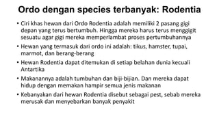 Ordo dengan species terbanyak: Rodentia
• Ciri khas hewan dari Ordo Rodentia adalah memiliki 2 pasang gigi
depan yang terus bertumbuh. Hingga mereka harus terus menggigit
sesuatu agar gigi mereka memperlambat proses pertumbuhannya
• Hewan yang termasuk dari ordo ini adalah: tikus, hamster, tupai,
marmot, dan berang-berang
• Hewan Rodentia dapat ditemukan di setiap belahan dunia kecuali
Antartika
• Makanannya adalah tumbuhan dan biji-bijian. Dan mereka dapat
hidup dengan memakan hampir semua jenis makanan
• Kebanyakan dari hewan Rodentia disebut sebagai pest, sebab mereka
merusak dan menyebarkan banyak penyakit
 