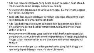 • Ada dua macam kelelawar. Yang besar adalah pemakan buah atau di
Indonesia kita sebut sebagai Codot atau Kalong
• Kelelawar dengan ukuran besar bisa mencapai 1,7 meter panjangnya
dan berat 1,6 kilogram
• Yang satu lagi adalah kelelawar pemakan serangga. Ukurannya lebih
kecil daripada kelelawar pemakan buah
• Ada juga beberapa kelelawar pemakan ikan dan penghisap darah
binatang yang sering disebut Vampire Bat, tapi jumlahnya sangat
sedikit di dunia
• Kelelawar memiliki mata yang kecil dan tidak berfungsi sebagai alat
penglihatan. Namun mereka memiliki pendengaran yang sangat hebat
hingga dapat memantulkan suara di malam hari untuk mengetahui
keadaan
• Kelelawar mendengar suara dengan frekuensi yang lebih tinggi dari
apa yang dapat didengar manusia atau Ultrasonic
 