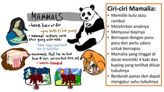 Ciri-ciri Mamalia:
• Memiliki bulu atau
rambut
• Melahirkan anaknya
• Menyusui bayinya
• Bernapas dengan paru-
paru dan perlu udara
untuk bernapas
• Mamalia yang tinggal di
darat memiliki 4 kaki dan
kuping yang terlihat diluar
tubuhnya
• Berdarah panas dan dapat
mengatur suhu tubuhnya
 