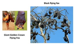 Black flying fox
Giant Golden Crown
Flying Fox
 