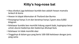 Kitty’s hog-nose bat
• Atau disebut juga kelelawar bumble bee adalah hewan mamalia
terkecil di dunia
• Hewan ini dapat ditemukan di Thailand dan Burma
• Panjangnya hanya 3 cm dan beratnya hanya 2 gram atau 0,002
kilogram
• Kelelawar bumble bee memiliki hidung seperti babi, kupingnya besar
untuk ukuran badannya dan badannya ditutupi bulu
• Kelelawar ini tidak memiliki ekor
• Tinggalnya di dalam gua yang berisi 100-500 kelelawar dengan jenis
yang sama
 