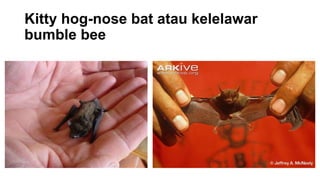 Kitty hog-nose bat atau kelelawar
bumble bee
 