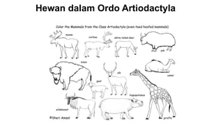 Hewan dalam Ordo Artiodactyla
 