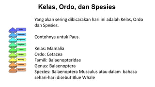 Kelas, Ordo, dan Spesies
Yang akan sering dibicarakan hari ini adalah Kelas, Ordo
dan Spesies.
Contohnya untuk Paus.
Kelas: Mamalia
Ordo: Cetacea
Famili: Balaenopteridae
Genus: Balaenoptera
Species: Balaenoptera Musculus atau dalam bahasa
sehari-hari disebut Blue Whale
 
