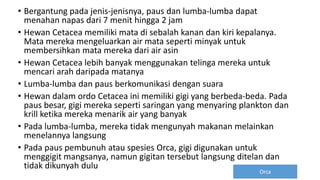 • Bergantung pada jenis-jenisnya, paus dan lumba-lumba dapat
menahan napas dari 7 menit hingga 2 jam
• Hewan Cetacea memiliki mata di sebalah kanan dan kiri kepalanya.
Mata mereka mengeluarkan air mata seperti minyak untuk
membersihkan mata mereka dari air asin
• Hewan Cetacea lebih banyak menggunakan telinga mereka untuk
mencari arah daripada matanya
• Lumba-lumba dan paus berkomunikasi dengan suara
• Hewan dalam ordo Cetacea ini memiliki gigi yang berbeda-beda. Pada
paus besar, gigi mereka seperti saringan yang menyaring plankton dan
krill ketika mereka menarik air yang banyak
• Pada lumba-lumba, mereka tidak mengunyah makanan melainkan
menelannya langsung
• Pada paus pembunuh atau spesies Orca, gigi digunakan untuk
menggigit mangsanya, namun gigitan tersebut langsung ditelan dan
tidak dikunyah dulu
Orca
 