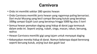 Carnivora
• Ordo ini memiliki sekitar 280 spesies hewan
• Ordo Carnivora memiliki jenis hewan yang ragamnya paling bervariasi.
Dari mulai Musang yang kecil sampai Beruang kutub yang beratnya
100kg sampai Gajah Laut yang beratnya hingga 5000 kg atau 5 ton!
• Semua hewan pemakan daging yang hidup di darat juga termasuk
dalam ordo ini. Seperti anjing, rubah, singa, macan, rakun, beruang,
walrus
• Hewan Carnivora memiliki gigi yang tajam untuk menyayat daging
• Kebanyakan mereka hidup di darat. Namun beberapa dapat berenang
seperti beruang kutub, anjing laut dan gajah laut
 