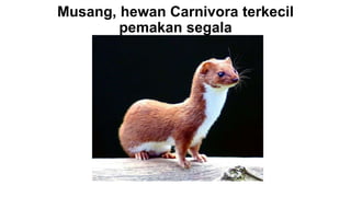 Musang, hewan Carnivora terkecil
pemakan segala
 
