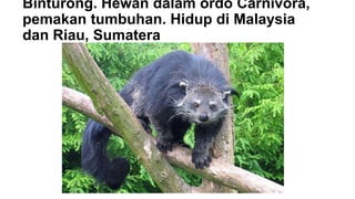 Binturong. Hewan dalam ordo Carnivora,
pemakan tumbuhan. Hidup di Malaysia
dan Riau, Sumatera
 