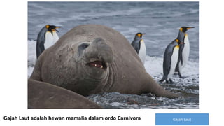 Gajah LautGajah Laut adalah hewan mamalia dalam ordo Carnivora
 