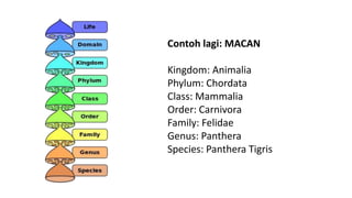 Contoh lagi: MACAN
Kingdom: Animalia
Phylum: Chordata
Class: Mammalia
Order: Carnivora
Family: Felidae
Genus: Panthera
Species: Panthera Tigris
 