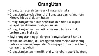 OrangUtan
• OrangUtan adalah termasuk binatang langka
• Orangutan banyak ditemui di Sumatera dan Kalimantan.
Mereka hidup di dalam hutan
• Orangutan jantan hidup sendirian dan tidak suka jika
wilayahnya dimasuki oleh jantan lain
• Orangutan jantan dan betina bertemu hanya untuk
berkembang biak saja
• Bayi orangutan tinggal dengan ibunya selama 5 tahun
• Ketika malam hari, ibu orangutan akan membuat sarang
untuk dia dan anaknya tidur. Sarangnya terbuat dari daun,
dan ranting pohon
• Orangutan jantan memiliki pipi yang lebar seperti kantung
 