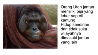 Orang Utan jantan
memiliki pipi yang
lebar seperti
kantung.
Hidup sendirian
dan tidak suka
wilayahnya
dimasuki jantan
yang lain
 