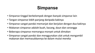 Simpanse
• Simpanse tinggal berkelompok dengan banyak simpanse lain
• Tangan simpanse lebih panjang daripada kakinya
• Simpanse sangat pandai memanjat dan berjalan dengan dua kakinya
• Makanan simpanse adalah buah, kacang, daun dan serangga
• Beberapa simpanse memangsa monyet untuk dimakan
• Simpanse sangat pandai dan menggunakan alat untuk mengambil
makanan dan memasukkannya ke dalam mulut mereka
 
