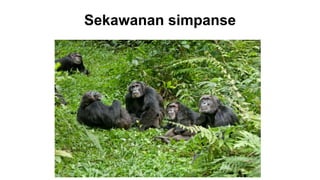Sekawanan simpanse
 
