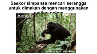 Seekor simpanse mencari serangga
untuk dimakan dengan menggunakan
ranting pohon
 