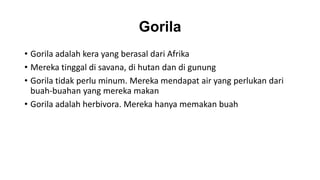 Gorila
• Gorila adalah kera yang berasal dari Afrika
• Mereka tinggal di savana, di hutan dan di gunung
• Gorila tidak perlu minum. Mereka mendapat air yang perlukan dari
buah-buahan yang mereka makan
• Gorila adalah herbivora. Mereka hanya memakan buah
 