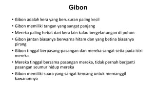 Gibon
• Gibon adalah kera yang berukuran paling kecil
• Gibon memiliki tangan yang sangat panjang
• Mereka paling hebat dari kera lain kalau bergelanungan di pohon
• Gibon jantan biasanya berwarna hitam dan yang betina biasanya
pirang
• Gibon tinggal berpasang-pasangan dan mereka sangat setia pada istri
mereka
• Mereka tinggal bersama pasangan mereka, tidak pernah berganti
pasangan seumur hidup mereka
• Gibon memiliki suara yang sangat kencang untuk memanggil
kawanannya
 