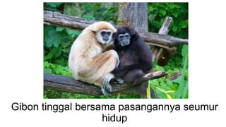 Gibon tinggal bersama pasangannya seumur
hidup
 
