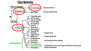 Hewan bertelur
Hewan berkantung
Bangsa Pengerat
Binatang pemakan daging
Bangsa Kera
Bangsa Kelelawar
Yang hidup di laut dan yang memiliki jari kaki genap
 