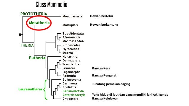 Mamalia (Bahasa version)