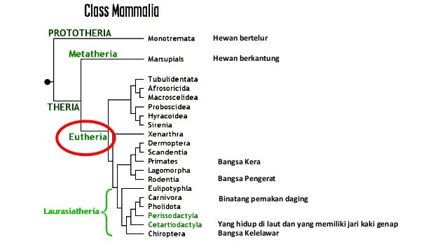 Mamalia (Bahasa version)