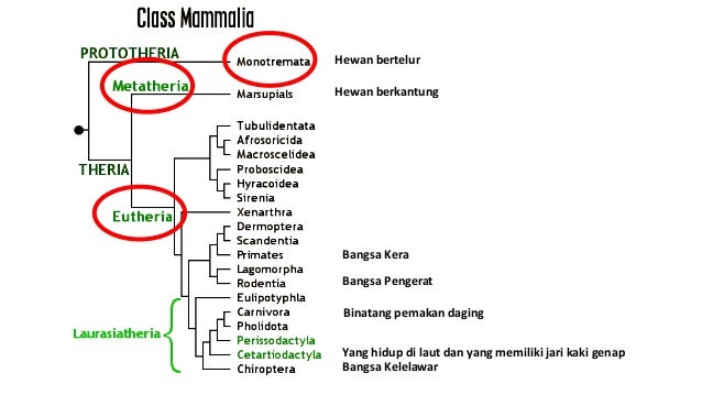  Mamalia  Bahasa version 