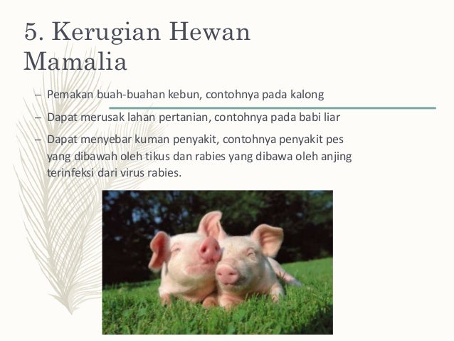 Mamalia Air Pemakan Tumbuhan: Spesies dan Keunikannya