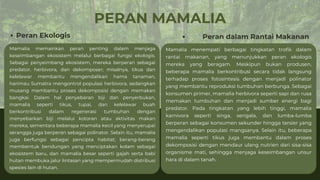 PERAN MAMALIA
Peran Ekologis
Mamalia memainkan peran penting dalam menjaga
keseimbangan ekosistem melalui berbagai fungsi ekologis.
Sebagai penyeimbang ekosistem, mereka berperan sebagai
predator, herbivora, dan dekomposer; misalnya, tikus dan
kelelawar membantu mengendalikan hama tanaman,
harimau Sumatra mengontrol populasi herbivora, sedangkan
musang membantu proses dekomposisi dengan memakan
bangkai. Dalam hal penyebaran biji dan penyerbukan,
mamalia seperti tikus, tupai, dan kelelawar buah
berkontribusi dalam regenerasi tumbuhan dengan
menyebarkan biji melalui kotoran atau aktivitas makan
mereka, sementara beberapa mamalia kecil yang menyerupai
serangga juga berperan sebagai polinator. Selain itu, mamalia
juga berfungsi sebagai pencipta habitat; berang-berang
membentuk bendungan yang menciptakan kolam sebagai
ekosistem baru, dan mamalia besar seperti gajah serta babi
hutan membuka jalur lintasan yang mempermudah distribusi
spesies lain di hutan.
Mamalia menempati berbagai tingkatan trofik dalam
rantai makanan, yang menunjukkan peran ekologis
mereka yang beragam. Meskipun bukan produsen,
beberapa mamalia berkontribusi secara tidak langsung
terhadap proses fotosintesis dengan menjadi polinator
yang membantu reproduksi tumbuhan berbunga. Sebagai
konsumen primer, mamalia herbivora seperti sapi dan rusa
memakan tumbuhan dan menjadi sumber energi bagi
predator. Pada tingkatan yang lebih tinggi, mamalia
karnivora seperti singa, serigala, dan lumba-lumba
berperan sebagai konsumen sekunder hingga tersier yang
mengendalikan populasi mangsanya. Selain itu, beberapa
mamalia seperti tikus juga membantu dalam proses
dekomposisi dengan mendaur ulang nutrien dari sisa-sisa
organisme mati, sehingga menjaga keseimbangan unsur
hara di dalam tanah.
Peran dalam Rantai Makanan
 