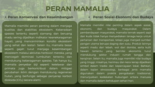PERAN MAMALIA
Peran Konservasi dan Keseimbangan
Mamalia memiliki peran penting dalam menjaga
kualitas dan stabilitas ekosistem. Keberadaan
spesies tertentu seperti siamang dan beruang
madu sering dijadikan indikator keanekaragaman
hayati, yang mencerminkan kondisi ekosistem
yang sehat dan lestari. Selain itu, mamalia besar
seperti gajah turut menjaga keseimbangan
ekosistem melalui aktivitas herbivori mereka, yang
mencegah dominasi tumbuhan tertentu dan
mendukung keberagaman spesies. Tak hanya itu,
mamalia penyebar biji seperti kelelawar dan
primata juga berkontribusi dalam mitigasi
perubahan iklim dengan mendukung regenerasi
hutan, yang berfungsi sebagai penyerap karbon
dioksida (CO₂) secara alami.
Mamalia memiliki nilai penting dalam aspek sosial,
ekonomi, dan budaya masyarakat. Dalam
pemberdayaan masyarakat, mamalia ternak seperti sapi
dan kuda tidak hanya menyediakan tenaga kerja untuk
pertanian dan transportasi, tetapi juga menjadi sumber
pangan utama berupa daging dan susu. Produk lainnya
seperti madu dari lebah, wol dari domba, serta kulit
hewan tertentu yang bernilai ekonomis turut
mendukung sektor industri rumah tangga dan
kerajinan. Selain itu, mamalia juga memiliki nilai budaya
yang tinggi; misalnya, harimau dan kera kerap dijadikan
simbol dalam tradisi dan kepercayaan lokal. Bahkan,
dalam kajian etnozoologi, berbagai jenis mamalia
digunakan dalam praktik pengobatan tradisional,
menunjukkan kedekatan hubungan antara manusia
dan mamalia dalam kehidupan sehari-hari.
Peran Sosial-Ekonomi dan Budaya
 