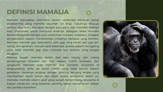 DEFINISI MAMALIA
Mamalia merupakan kelompok hewan vertebrata berdarah panas
(endotermik) yang memiliki sejumlah ciri khas. Tubuhnya ditutupi
rambut atau bulu, bernapas dengan paru-paru, dan memiliki kelenjar
susu (mammae) untuk menyusui anaknya. Sebagian besar mamalia
berkembang biak dengan cara melahirkan (vivipar), meskipun terdapat
pengecualian seperti monotremata (misalnya platipus) yang bertelur.
Mamalia memiliki gigi heterodont, yaitu gigi yang terdiri dari gigi seri,
taring, dan geraham, kecuali pada beberapa spesies seperti trenggiling
yang tidak memiliki gigi, atau mamalia laut tertentu yang bergigi
seragam.
Rahang bawah mamalia terdiri atas satu tulang, dan tulang
pendengarnya tersusun dari tiga bagian: martil, landasan, dan
sanggurdi. Mamalia juga memiliki dua condyles occipitalis di
tengkoraknya, serta sel darah merah yang tidak berinti. Sistem
peredaran darahnya lengkap dengan jantung beruang empat yang
memisahkan darah bersih dan kotor secara sempurna. Selain itu,
mamalia memiliki sistem saraf yang sangat berkembang, terutama di
bagian cerebrum, yang berperan penting dalam kemampuan belajar
dan perilaku kompleks.
 