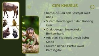 CIRI KHUSUS
Rambut/Bulu dan Kelenjar Kulit
Khas
Sistem Pendengaran dan Rahang
Unik
Otak dengan Neokorteks
Berkembang
Adaptasi Fisiologis untuk Suhu
Stabil
Ukuran Kecil & Postur Awal
Parasagital
 