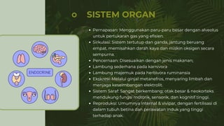 SISTEM ORGAN
Pernapasan: Menggunakan paru-paru besar dengan alveolus
untuk pertukaran gas yang efisien.
Sirkulasi: Sistem tertutup dan ganda, jantung beruang
empat, memisahkan darah kaya dan miskin oksigen secara
sempurna.
Pencernaan: Disesuaikan dengan jenis makanan;
Lambung sederhana pada karnivora
Lambung majemuk pada herbivora ruminansia
Ekskresi: Melalui ginjal metanefros, menyaring limbah dan
menjaga keseimbangan elektrolit.
Sistem Saraf: Sangat berkembang; otak besar & neokorteks
mendukung fungsi motorik, sensorik, dan kognitif tinggi.
Reproduksi: Umumnya internal & vivipar, dengan fertilisasi di
dalam tubuh betina dan perawatan induk yang tinggi
terhadap anak.
 