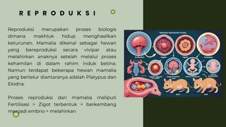 Reproduksi merupakan proses biologis
dimana makhluk hidup menghasilkan
keturunan. Mamalia dikenal sebagai hewan
yang bereproduksi secara vivipar atau
melahirkan anaknya setelah melalui proses
kehamilan di dalam rahim induk betina.
Namun terdapat beberapa hewan mamalia
yang bertelur diantaranya adalah Platypus dan
Ekidna.
Proses reproduksi dari mamalia meliputi
Fertilisasi > Zigot terbentuk > berkembang
menjadi embrio > melahirkan
R E P R O D U K S I
 