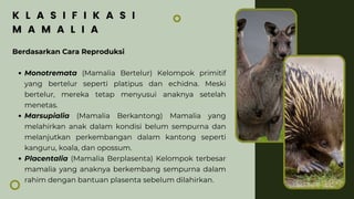Berdasarkan Cara Reproduksi
Monotremata (Mamalia Bertelur) Kelompok primitif
yang bertelur seperti platipus dan echidna. Meski
bertelur, mereka tetap menyusui anaknya setelah
menetas.
Marsupialia (Mamalia Berkantong) Mamalia yang
melahirkan anak dalam kondisi belum sempurna dan
melanjutkan perkembangan dalam kantong seperti
kanguru, koala, dan opossum.
Placentalia (Mamalia Berplasenta) Kelompok terbesar
mamalia yang anaknya berkembang sempurna dalam
rahim dengan bantuan plasenta sebelum dilahirkan.
K L A S I F I K A S I
M A M A L I A
 