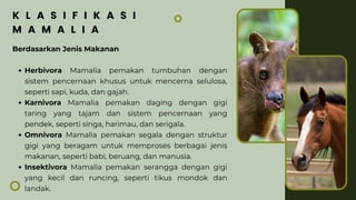 Berdasarkan Jenis Makanan
Herbivora Mamalia pemakan tumbuhan dengan
sistem pencernaan khusus untuk mencerna selulosa,
seperti sapi, kuda, dan gajah.
Karnivora Mamalia pemakan daging dengan gigi
taring yang tajam dan sistem pencernaan yang
pendek, seperti singa, harimau, dan serigala.
Omnivora Mamalia pemakan segala dengan struktur
gigi yang beragam untuk memproses berbagai jenis
makanan, seperti babi, beruang, dan manusia.
Insektivora Mamalia pemakan serangga dengan gigi
yang kecil dan runcing, seperti tikus mondok dan
landak.
K L A S I F I K A S I
M A M A L I A
 