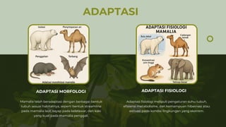 ADAPTASI
ADAPTASI MORFOLOGI
Mamalia telah beradaptasi dengan berbagai bentuk
tubuh sesuai habitatnya, seperti bentuk streamline
pada mamalia laut, sayap pada kelelawar, dan kaki
yang kuat pada mamalia penggali.
Adaptasi fisiologi meliputi pengaturan suhu tubuh,
efisiensi metabolisme, dan kemampuan hibernasi atau
estivasi pada kondisi lingkungan yang ekstrem.
ADAPTASI FISIOLOGI
 