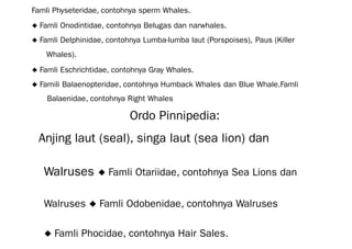 Famli Physeteridae, contohnya sperm Whales.
◆ Famli Onodintidae, contohnya Belugas dan narwhales.
◆ Famli Delphinidae, contohnya Lumba-lumba laut (Porspoises), Paus (Killer
Whales).
◆ Famli Eschrichtidae, contohnya Gray Whales.
◆ Famili Balaenopteridae, contohnya Humback Whales dan Blue Whale.Famli
Balaenidae, contohnya Right Whales
Ordo Pinnipedia:
Anjing laut (seal), singa laut (sea lion) dan
Walruses ◆ Famli Otariidae, contohnya Sea Lions dan
Walruses ◆ Famli Odobenidae, contohnya Walruses
◆ Famli Phocidae, contohnya Hair Sales.
 