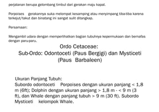 perjalanan berupa gelombang timbul dari gerakan maju kapal.
Porpoises 🡪 gerakannya suka melompat kesamping atau menyimpang tiba-tiba karena
terkejut/takut dan binatang ini sangat sulit ditangkap.
Persamaan:
Mengambil udara dengan memperlihatkan bagian tubuhnya kepermukaan dan bernafas
dengan paru-paru.
Ordo Cetaceae:
Sub-Ordo: Odontoceti (Paus Bergigi) dan Mysticeti
(Paus Barbaleen)
Ukuran Panjang Tubuh:
Subordo odontoceti 🡪 Porpoises dengan ukuran panjang < 1,8
m (6ft); Dolphin dengan ukuran panjang > 1,8 m - < 9 m (3
ft), dan Whale dengan panjang tubuh > 9 m (30 ft). Subordo
Mysticeti 🡪 kelompok Whale.
 