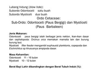 Lubang hidung (blow hole):
Subordo Odontoceti 🡪 satu buah
Subordo Mysticeti 🡪 dua buah
Ordo Cetaceae:
Sub-Ordo: Odontoceti (Paus Bergigi) dan Mysticeti
(Paus Barbaleen)
Jenis Makanan:
Odontoceti 🡪 paus bergigi ialah berbagai jenis nekton, ikan-ikan dasar
dan cephalopoda: Orcinus orca memakan mamalia lain dan burung
burung laut.
Mysticeti 🡪 filter feeder mengambil euphausid planktonis, copepoda dan
Eschrichtius sp khususnya ampipoda dasar.
Masa Kehamilan:
Odontoceti 🡪 11 - 16 bulan
Mysticeti 🡪 10 - 12 bulan
Berat Bayi Lahir dibandingkan dengan Berat Tubuh Induk (%):
 