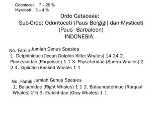 Odontoceti 🡪 7 – 25 %
Mysticeti 🡪 3 – 4 %
Ordo Cetaceae:
Sub-Ordo: Odontoceti (Paus Bergigi) dan Mysticeti
(Paus Barbaleen)
INDONESIA:
No. Famili Jumlah Genus Spesies
1. Delphinidae (Ocean Dolphin Killer Whales) 14 24 2.
Phoceanidae (Porpoises) 1 1 3. Physeteridae (Sperm Whales) 2
2 4. Zipiidae (Beaked Whales 1 1
No. Famili Jumlah Genus Spesies
1. Balaenidae (Right Whales) 1 1 2. Balaenopteridae (Rorqual
Whales) 2 5 3. Esrichtidae (Gray Whales) 1 1
 