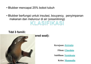 • Blubber mencapai 25% bobot tubuh
• Blubber berfungsi untuk insulasi, bouyancy, penyimpanan
makanan dan meluncur di air (sreamlining)
Tdd 3 famili:
Family Otariidae (eared seal):
Kerajaan: Animalia
Filum: Chordata
Subfilum: Vertebrata
Kelas: Mammalia
 